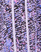 Top Lia | Purple